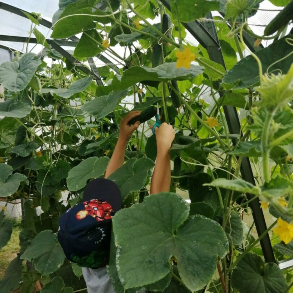 Bērns vāc gurķu ražu siltumnīcā.
