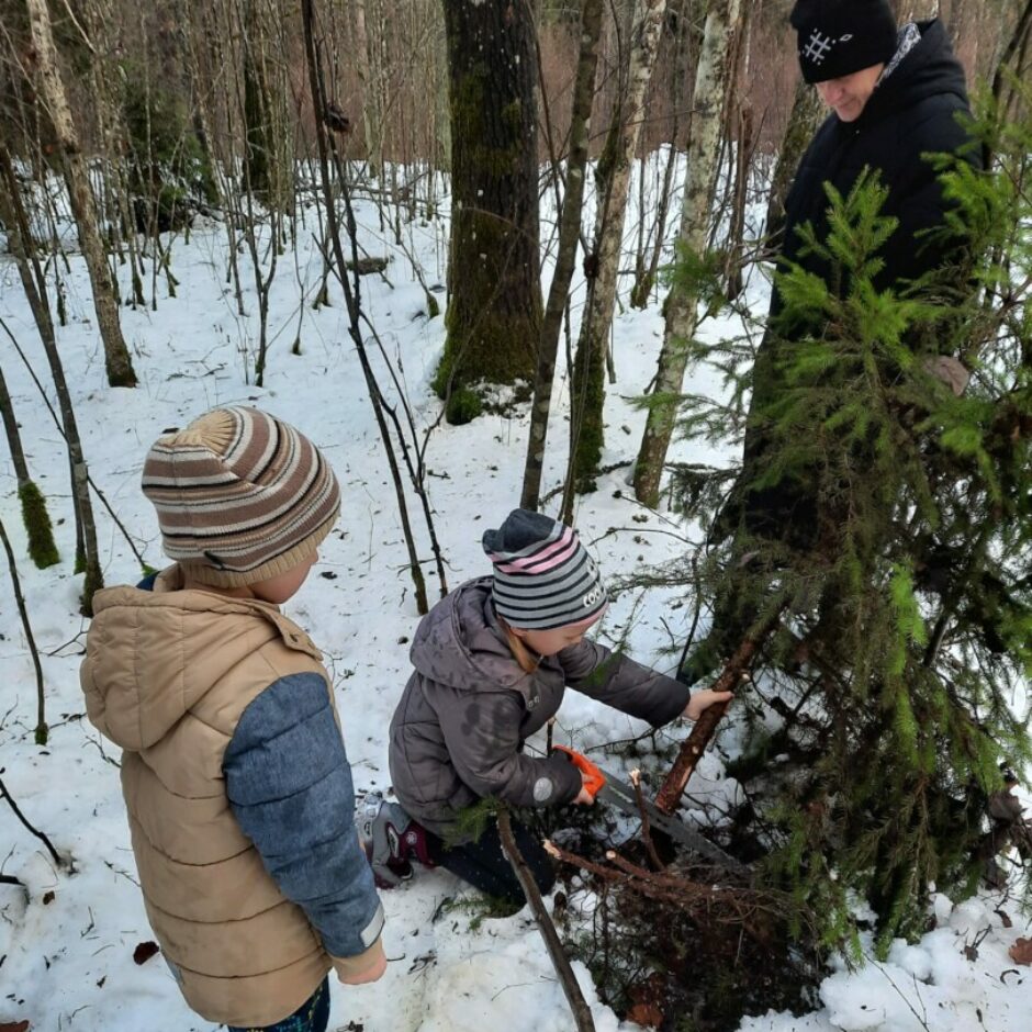 Bērns skolotājas uzraudzībā zāģē eglīti.