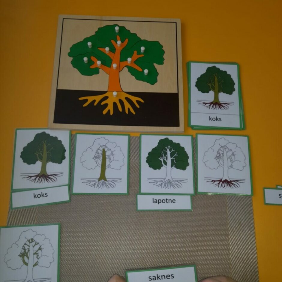 Bērns lasa kartiņas ar koka sastāvdaļu nosaukumiem un pieliek atbilstošiem attēliem.