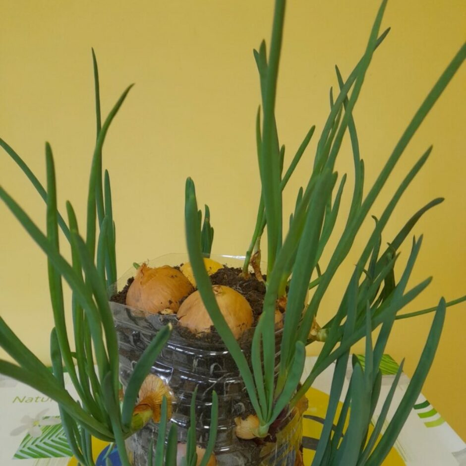 Bērnu stādīti sīpoli, no kuriem izauguši gari loki.