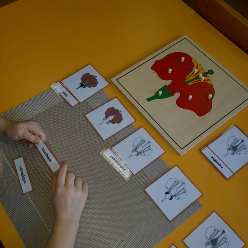 Bērns lasa kartiņas ar zieda sastāvdaļu nosaukumiem un pieliek atbilstošiem attēliem.