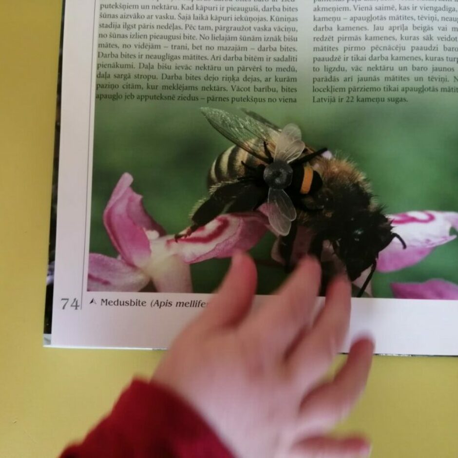 Bērns grāmatā vēro bites attēlu.