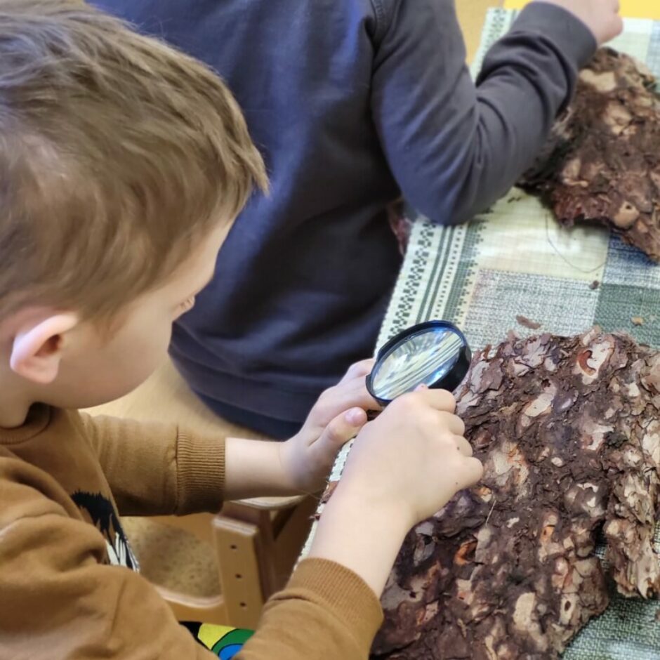 Zēns ar lupu pēta priedes mizu.