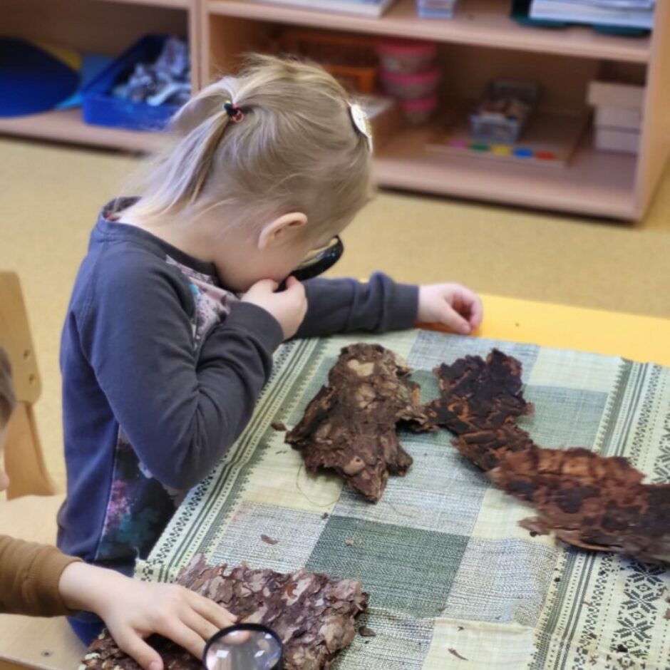 Bērni ar lupu pēta priedes mizu.