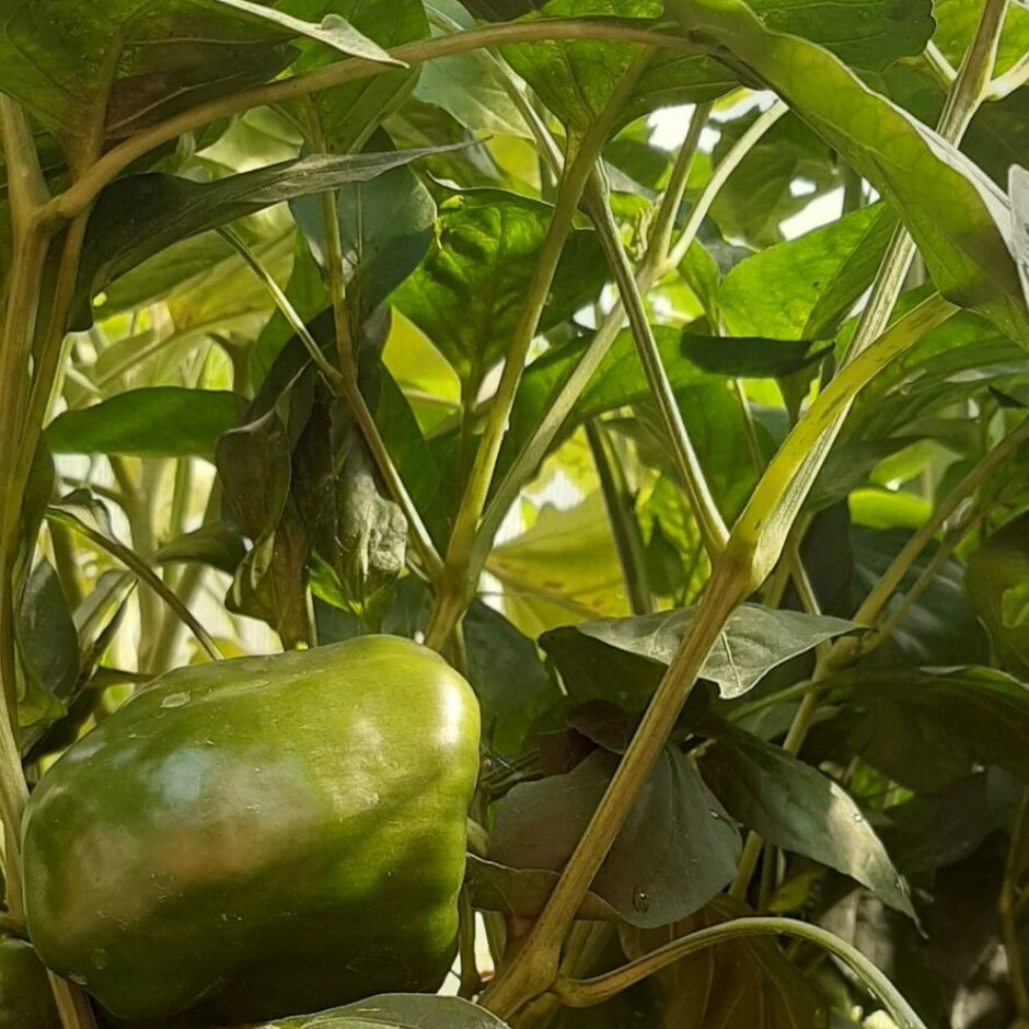 Garozas pamatskolas dārzs - zaļā paprika