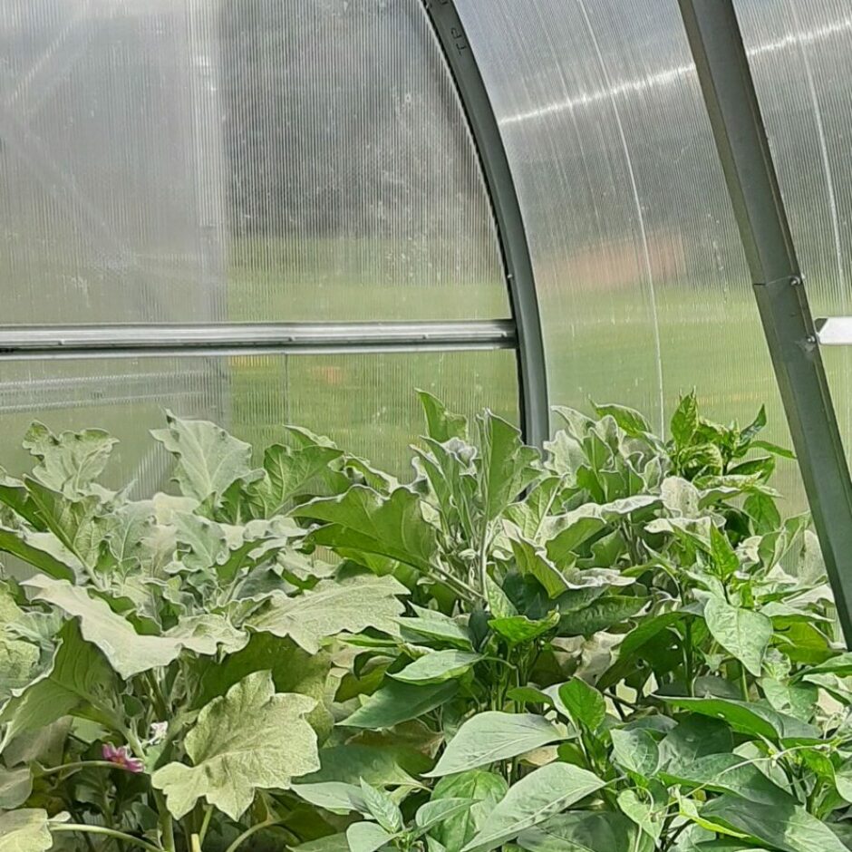 Garozas pamatskolas dārzs - siltumnīca