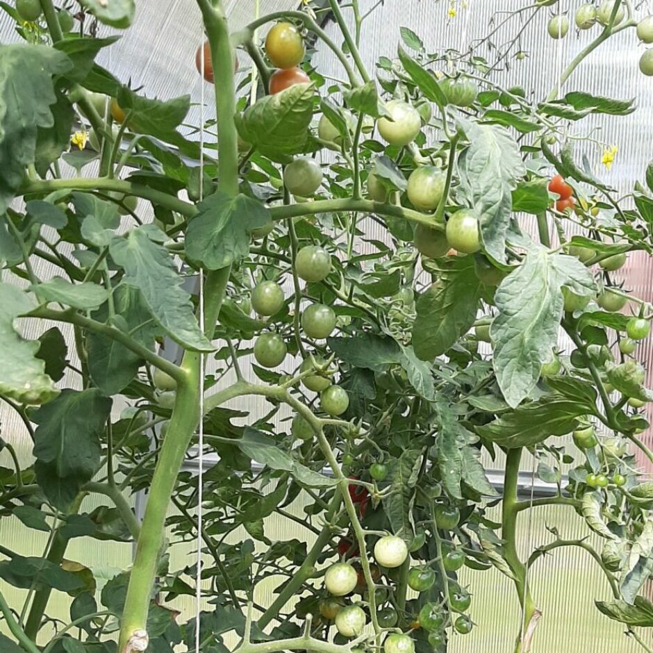 Garozas pamatskolas dārzs - tomāti