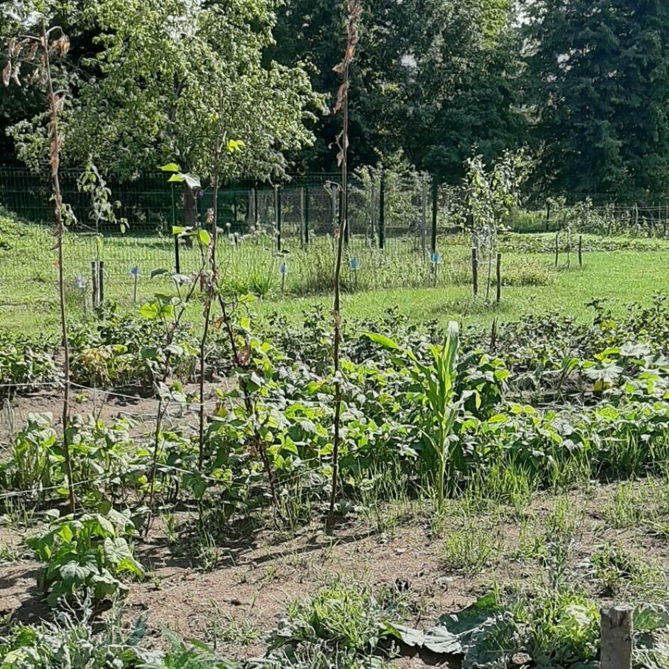 Garozas pamatskolas dārzs