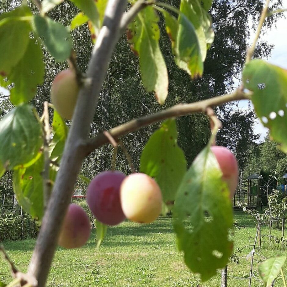 Garozas pamatskolas dārzs - plūmes