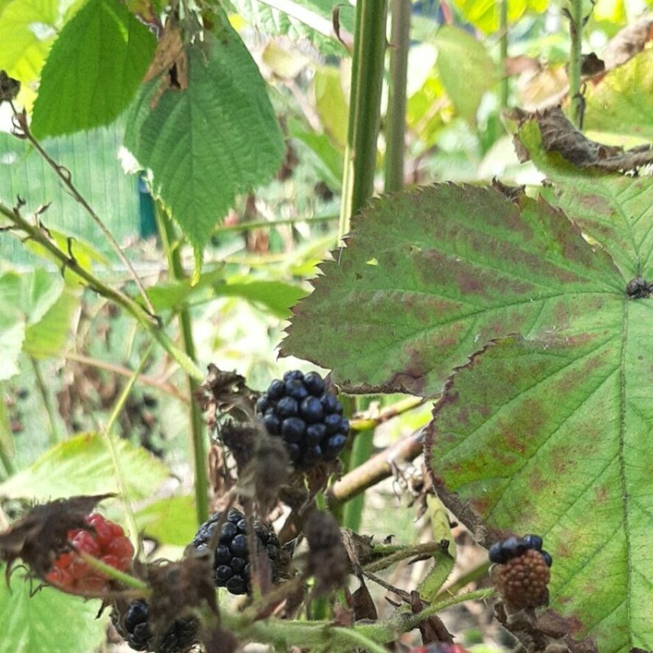 Garozas pamatskolas dārzs - kazenes