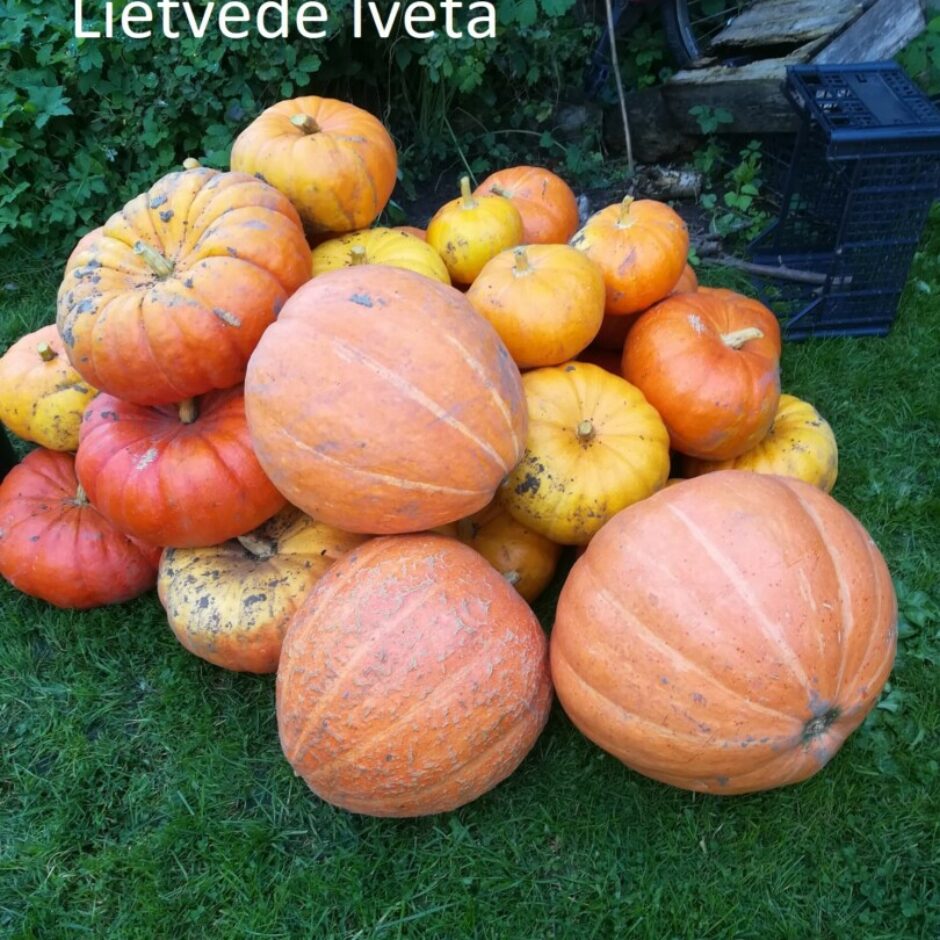 Rudens raža - ķirbju kaudze dārzā