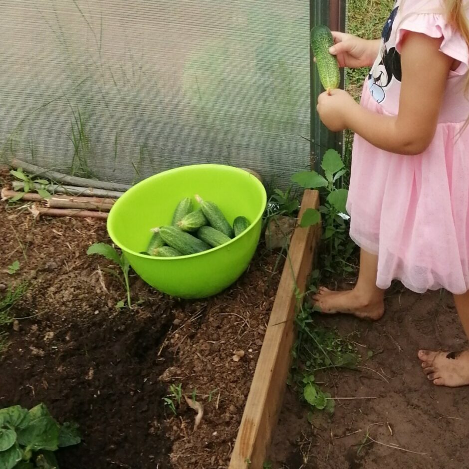 Meitene vāc gurķu ražu.