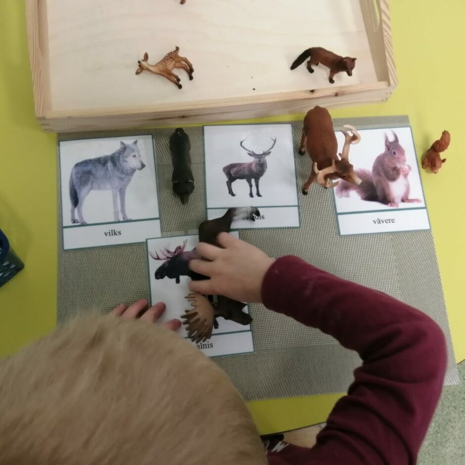 Bērns pie attēlu kartiņām liek klāt atbilstošas meža dzīvnieku figūras.