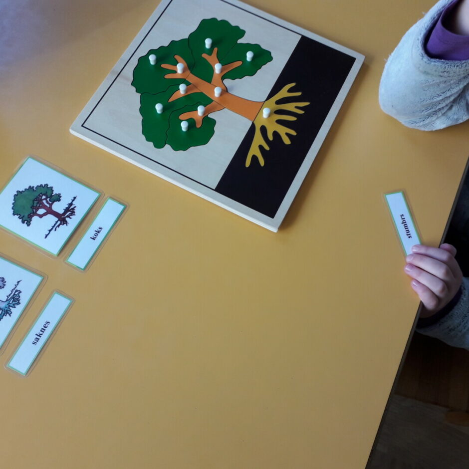 Meitene apgūst koka sastāvdaļu nosaukums, darbojoties ar lasīšanas kartiņām.