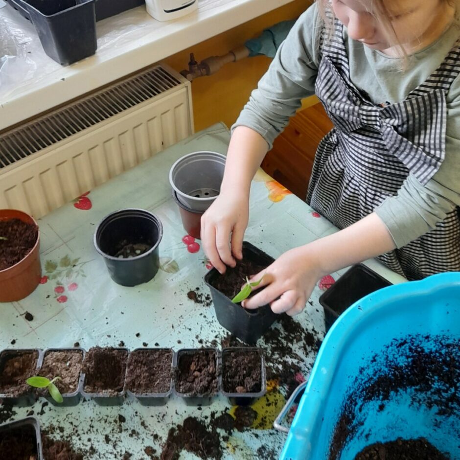 Meitene piķē izaudzētos stādiņus lielākos podiņos.