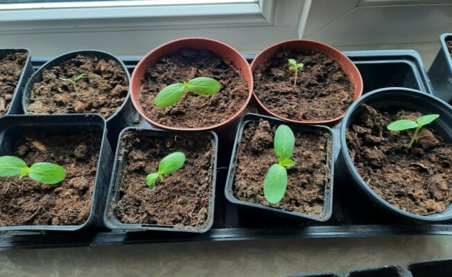 Uz palodzes podiņos pašu audzēti stādiņi.