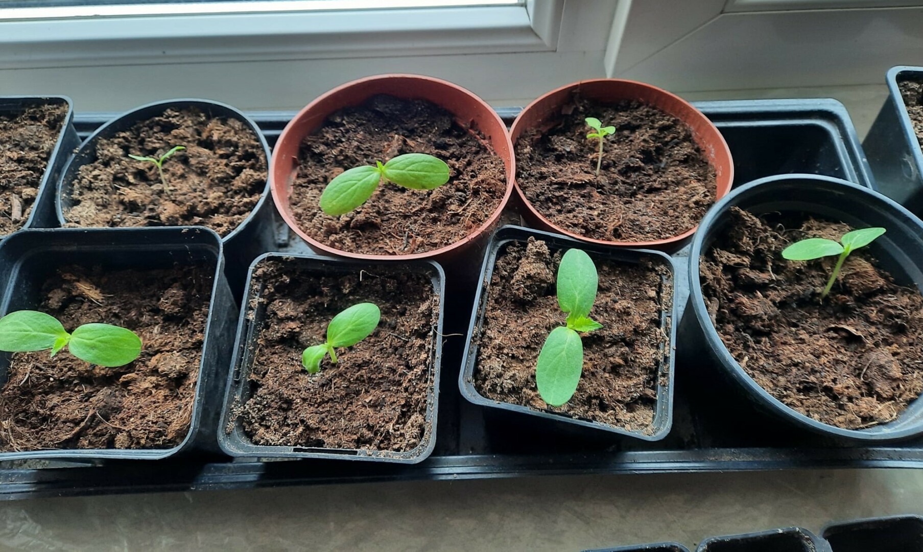 Uz palodzes podiņos pašu audzēti stādiņi.