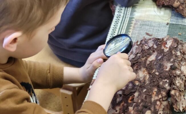 Zēns ar lupu pēta priedes mizu.