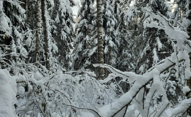 Apsniguši koki mežā