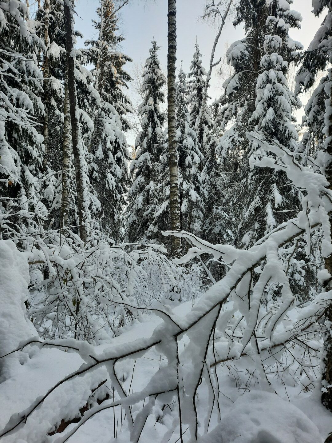 Apsniguši koki mežā