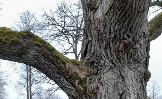 Ozola stumbrs ar zariem