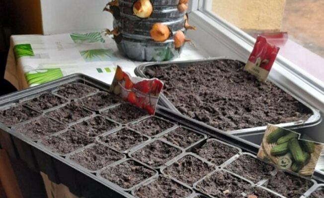 Kastes ar zemi uz palodzes