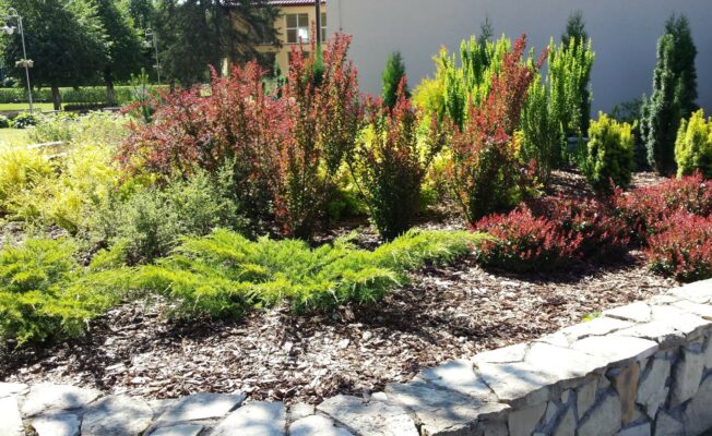 Zaļie augi puķu dobē