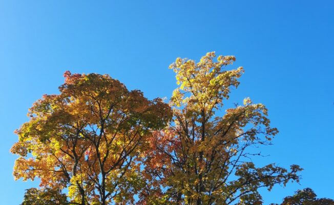 Kļava rudenī un zilas debesis