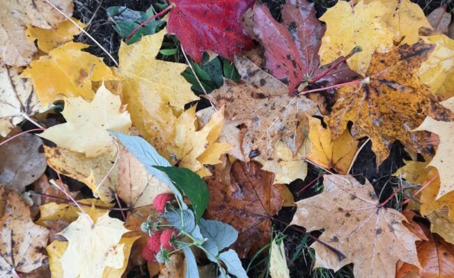 Krāsainas kļavu lapas zālē