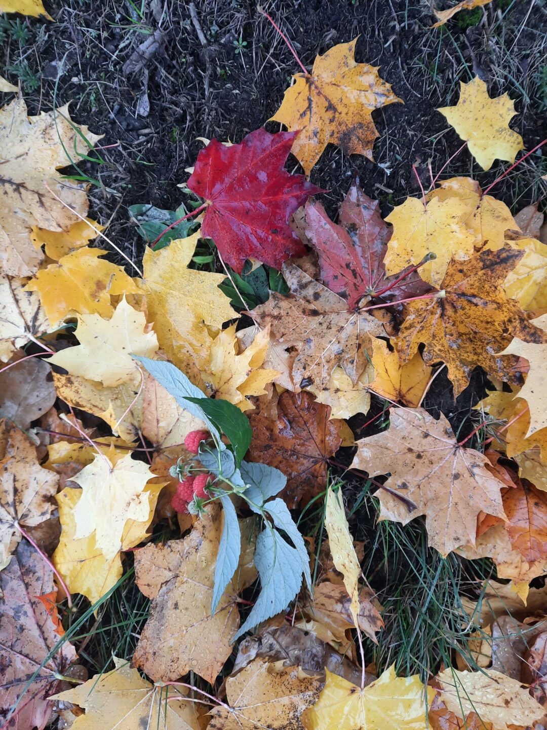 Krāsainas kļavu lapas zālē