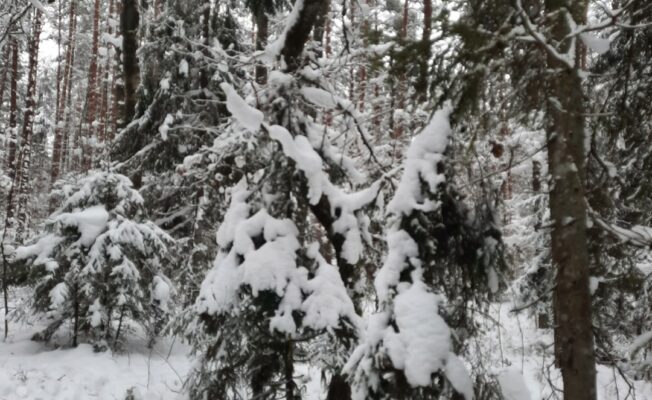 Piesnidzis mežš, apsniguši koki