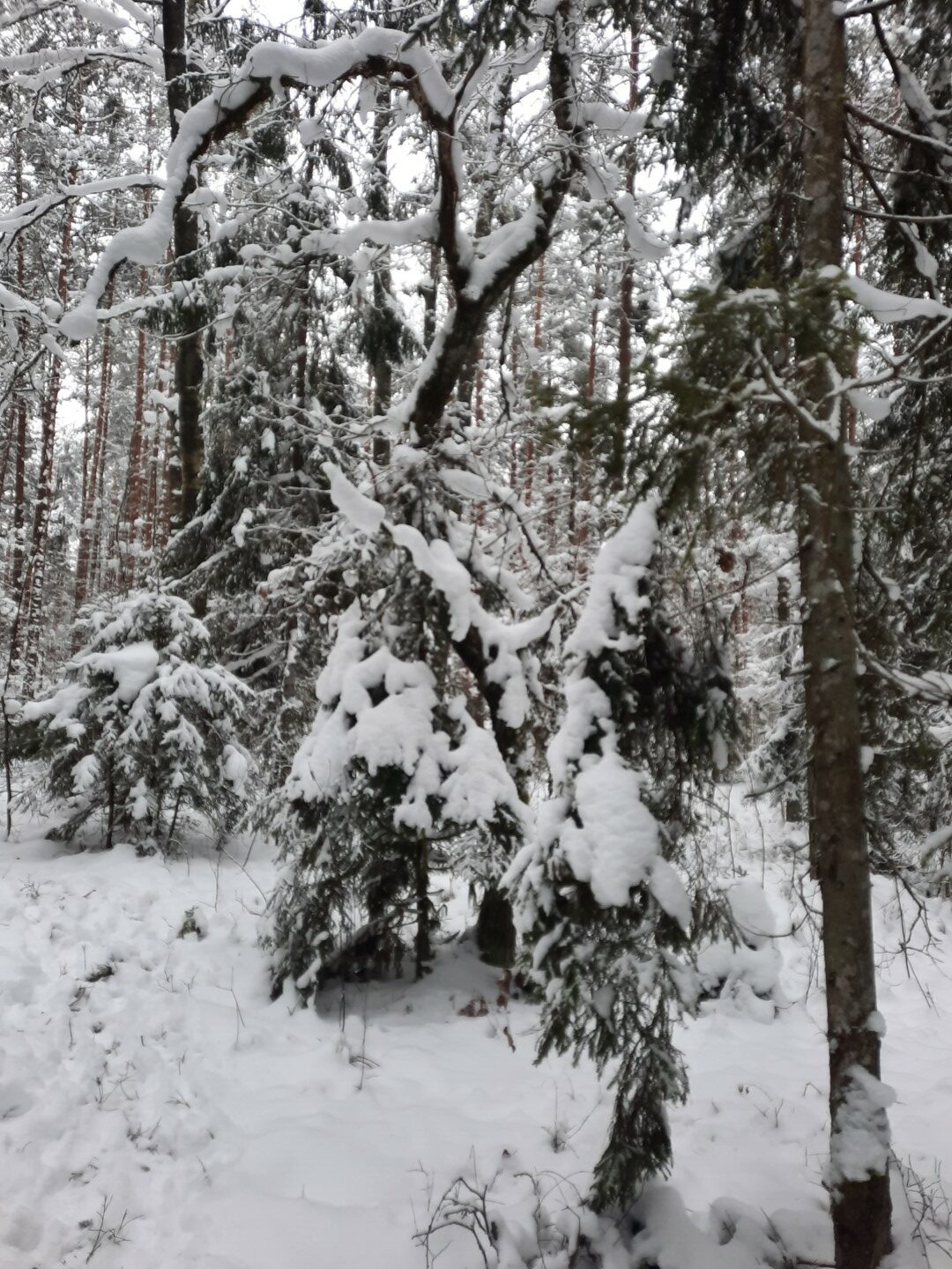 Piesnidzis mežš, apsniguši koki