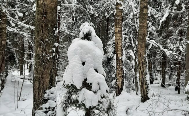Maza apsnigusi eglīte piesnigušā mežā.