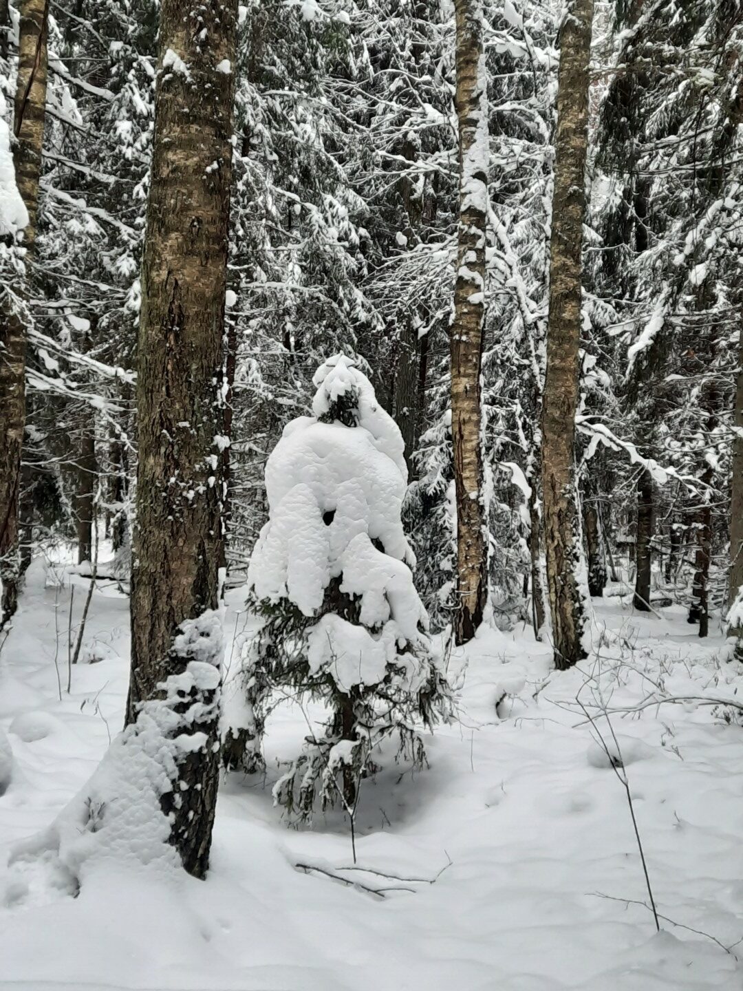 Maza apsnigusi eglīte piesnigušā mežā.