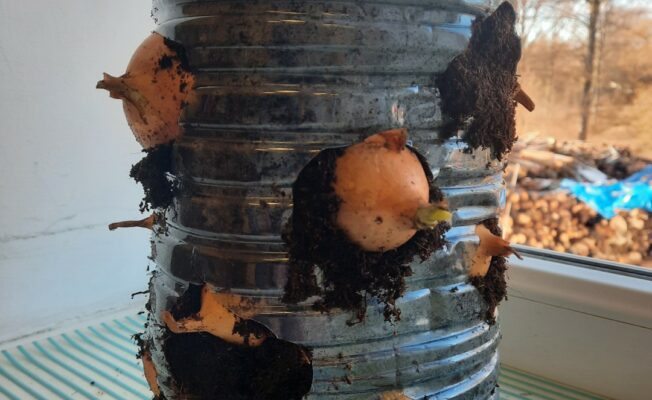 Sīpoli iestādīti plastmasas straukā