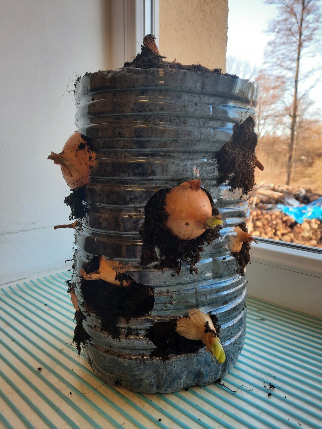 Sīpoli iestādīti plastmasas straukā