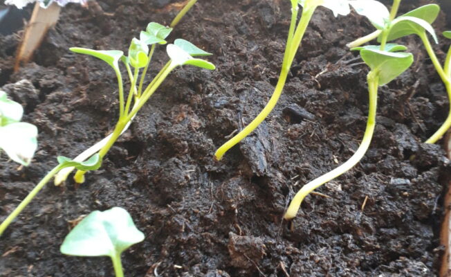 Gurķu dīgsti augsnē