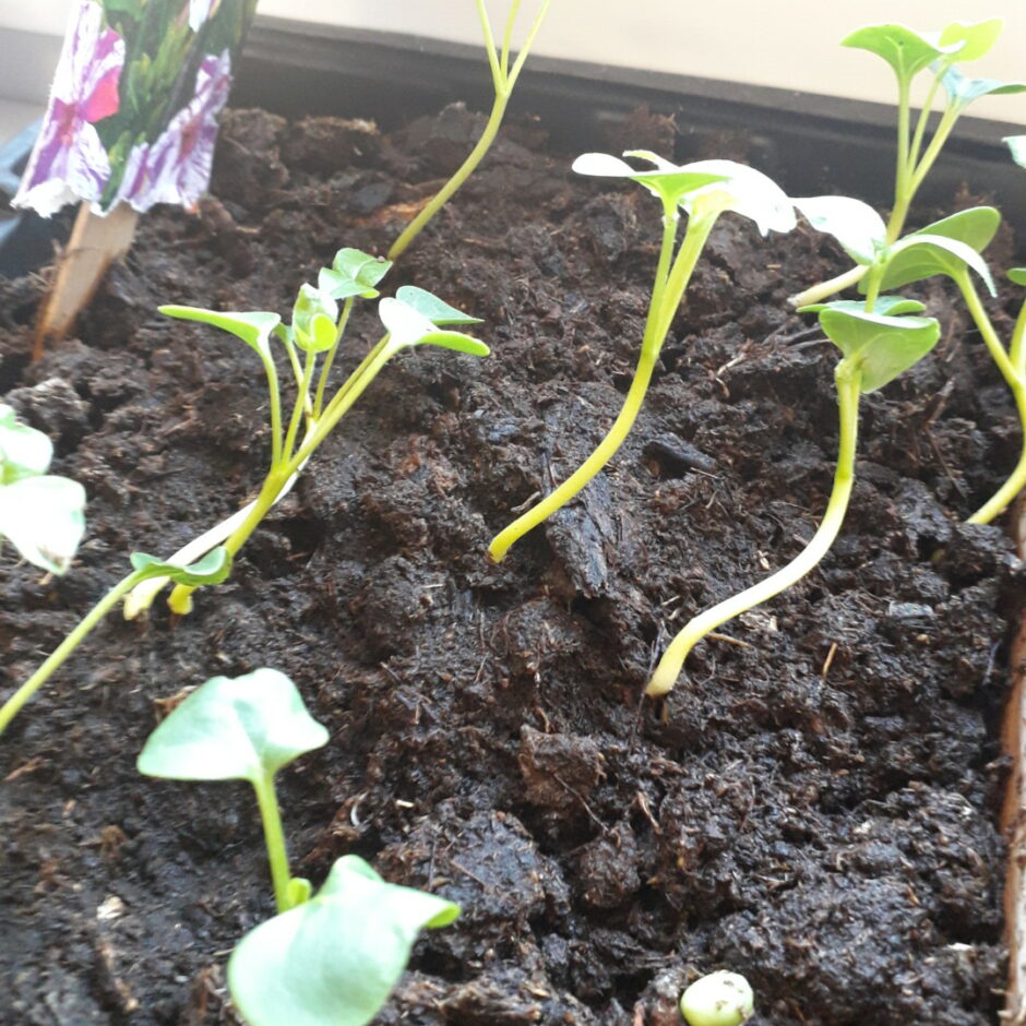 Gurķu dīgsti augsnē