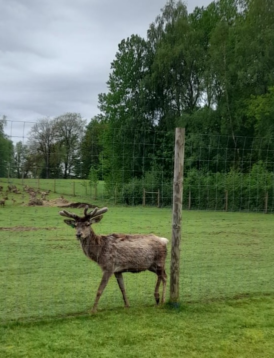 Briedis ar ragiem aiz žoga