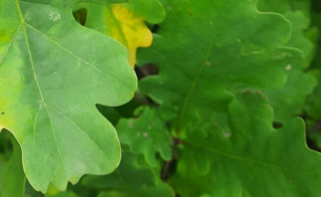 Zaļas ozola lapas zarā