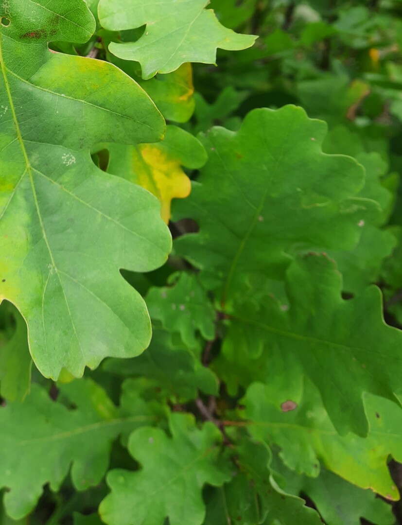 Zaļas ozola lapas zarā