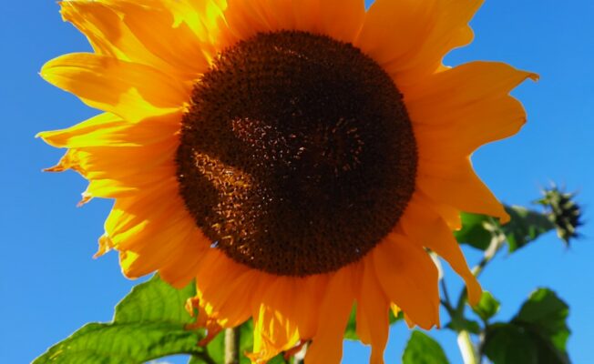 Liela saules puķe pret zilām debesīm