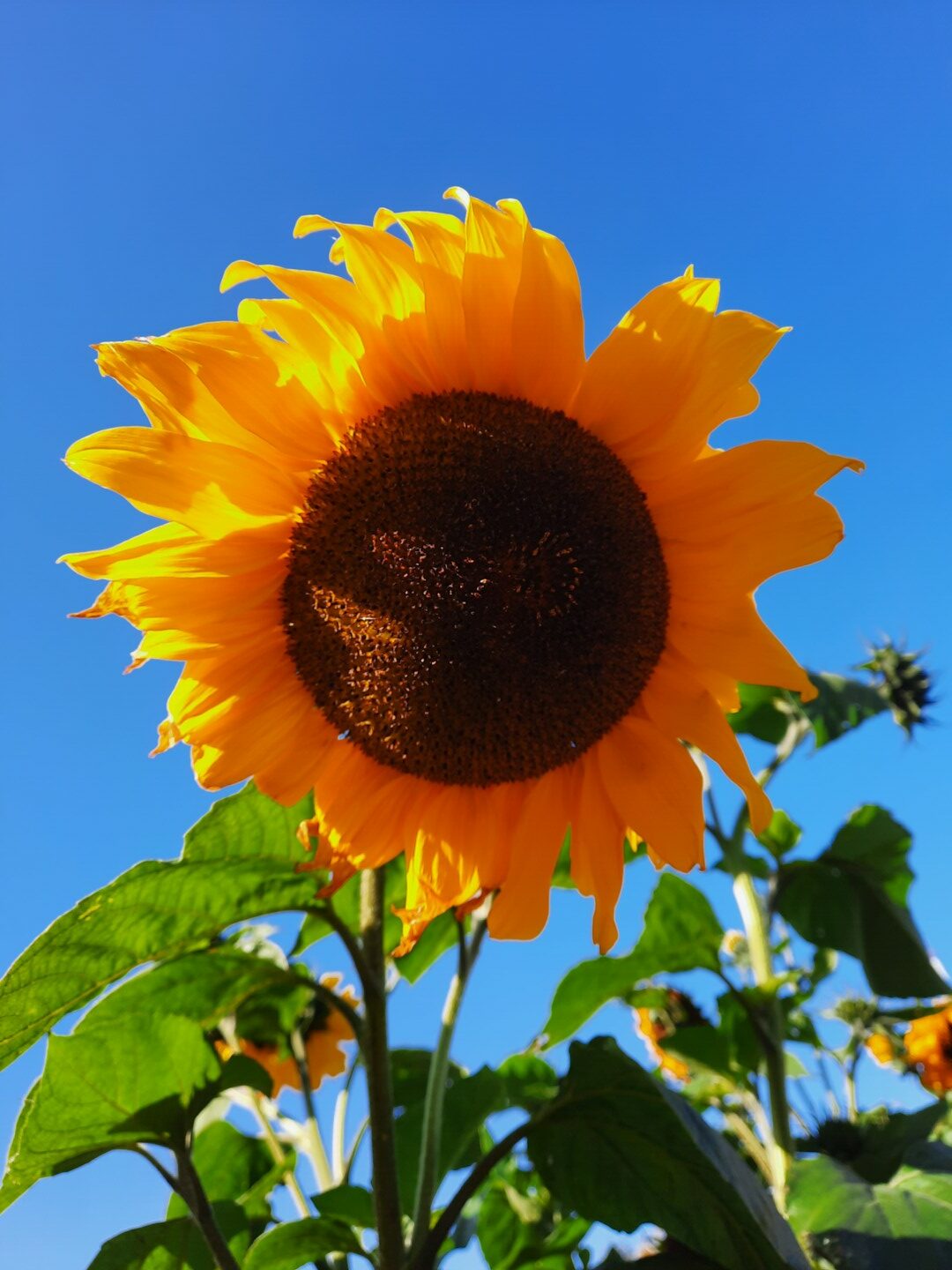 Liela saules puķe pret zilām debesīm