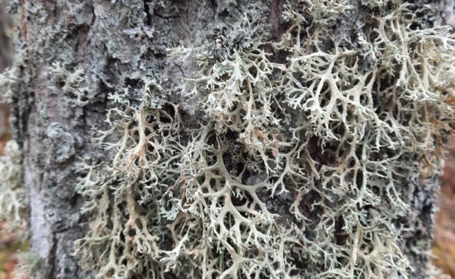 Ķērpis uz koka stumbra.