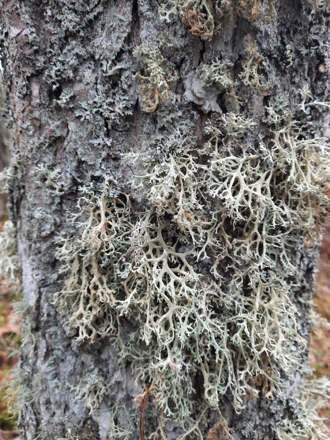 Ķērpis uz koka stumbra.