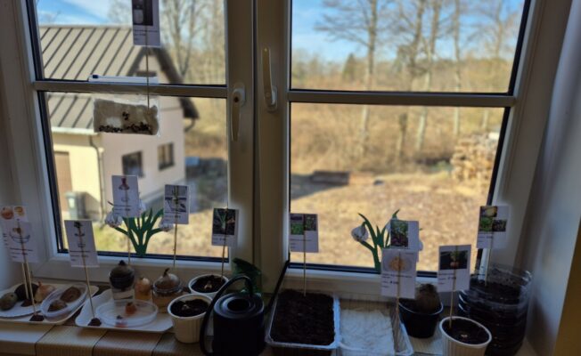 Sasēti zaļumi uz palodzes.