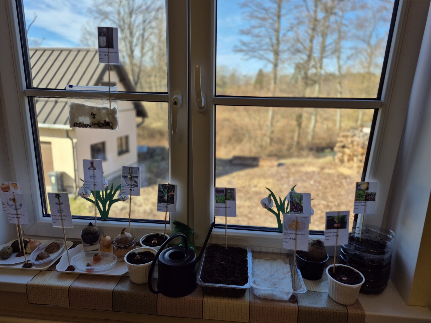 Sasēti zaļumi uz palodzes.