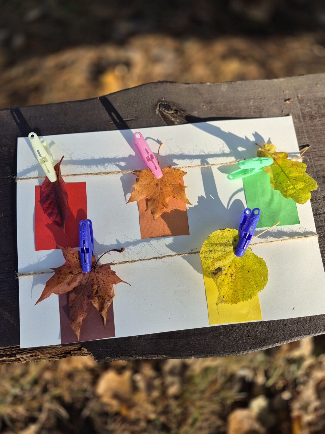 Krāsainas koku lapas piespraustas ar knaģi pie papīra.