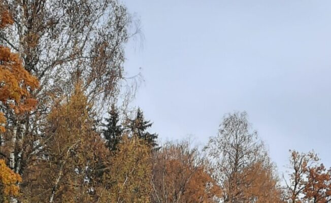 Krāsaini koki rudenī