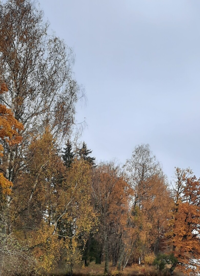 Krāsaini koki rudenī